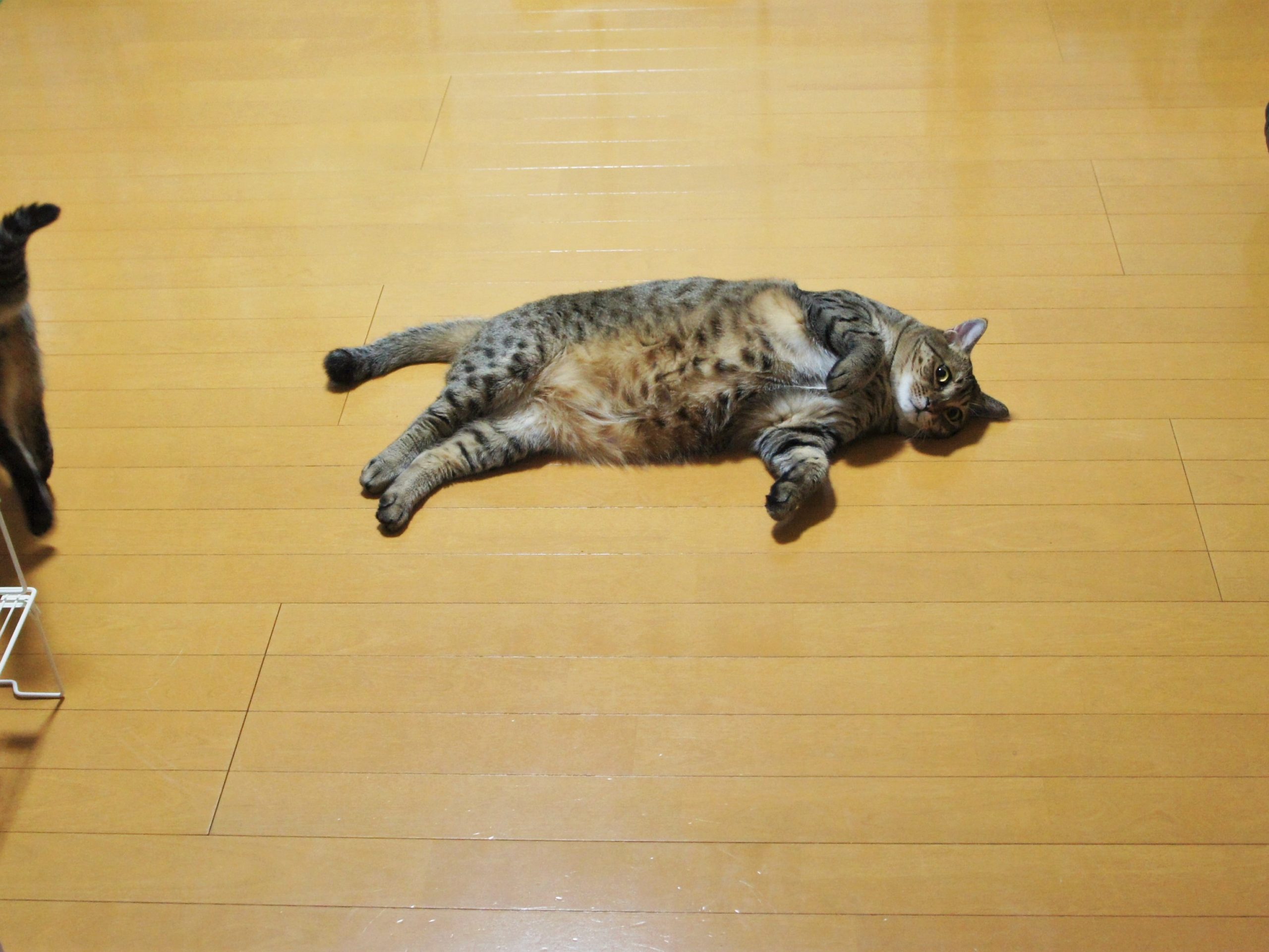 猫が床に落ちる季節