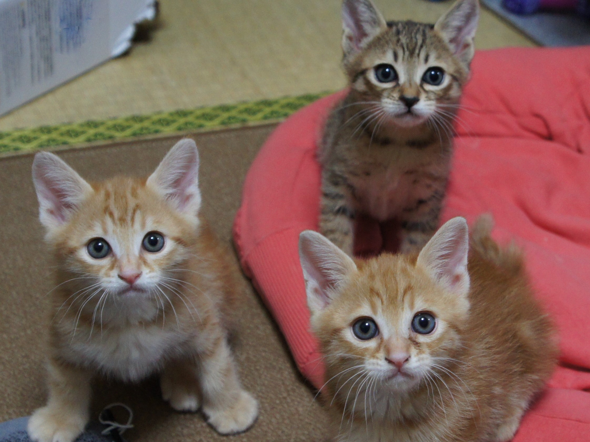 【動画】３兄弟の子猫時代