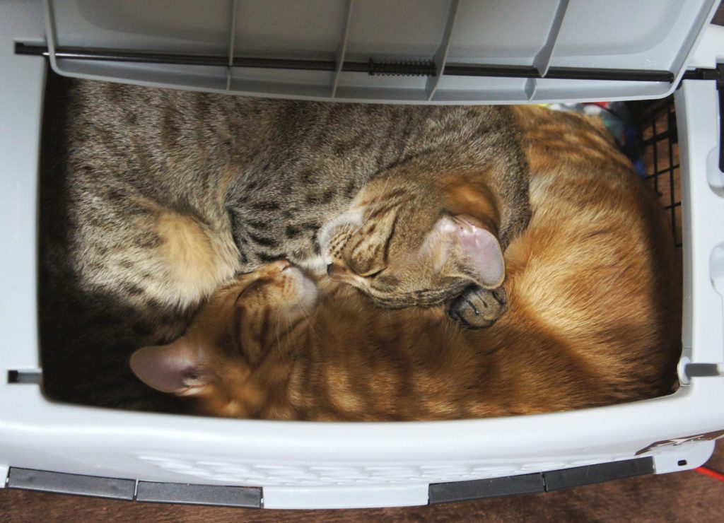 ノラ猫の保護にはいくらかかる？（初めての診察費用編）