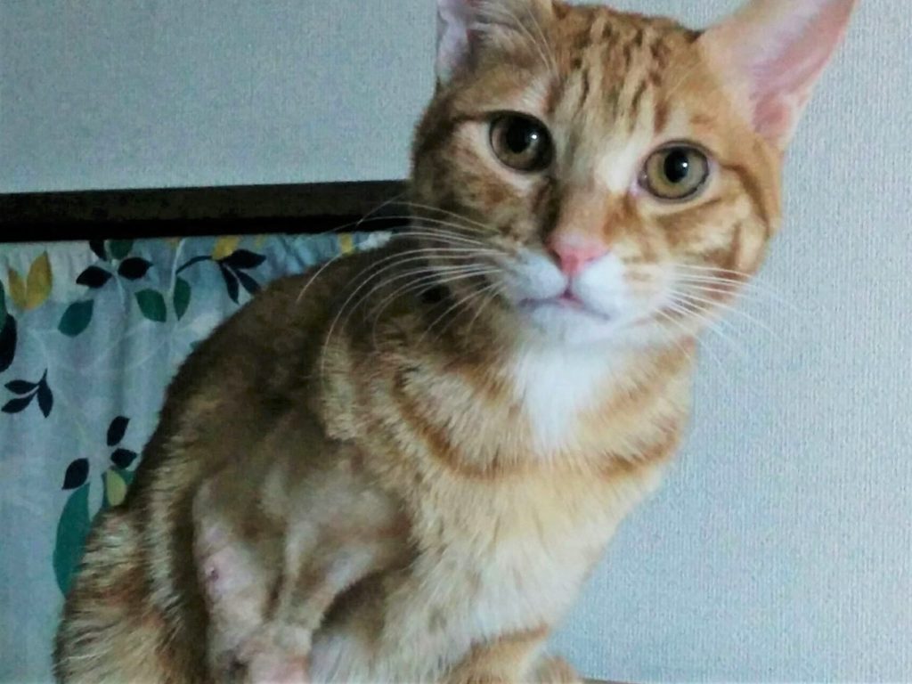 骨折り猫のくたびれ話③～術後の経過～