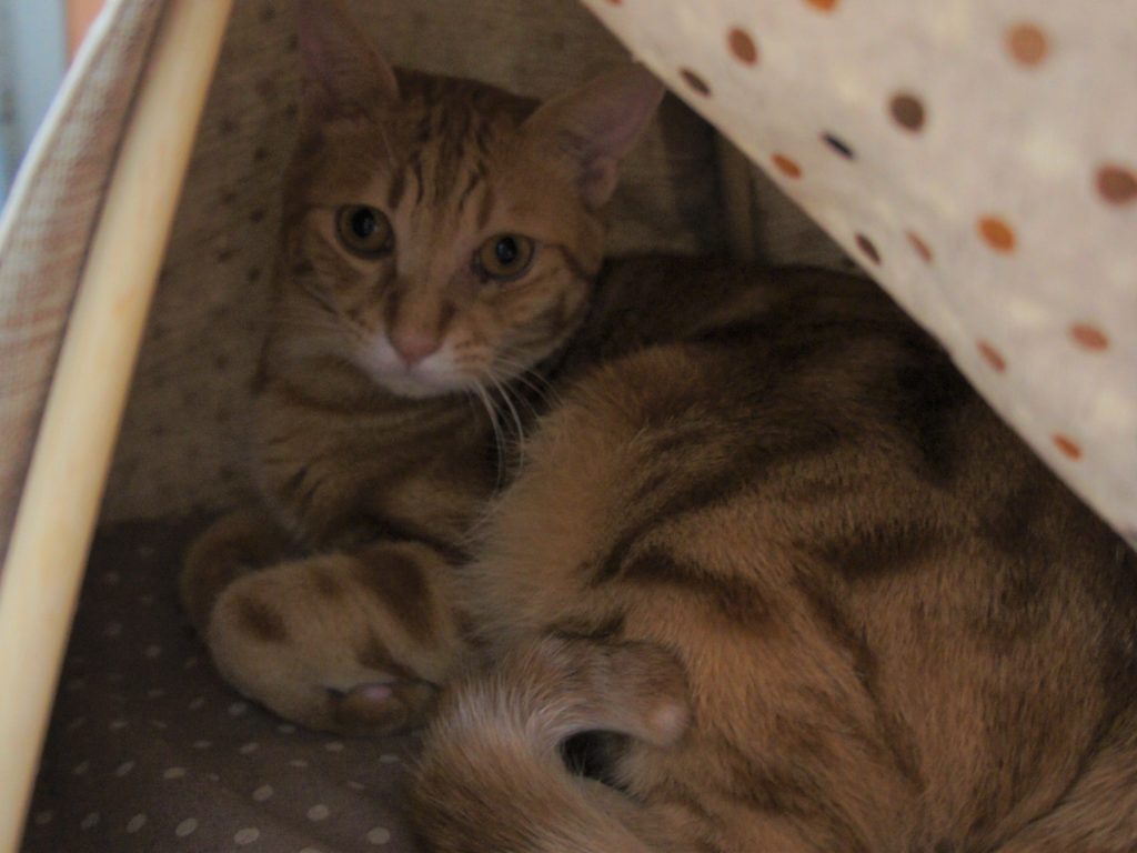 こんなに落ち着く？自作の猫テント