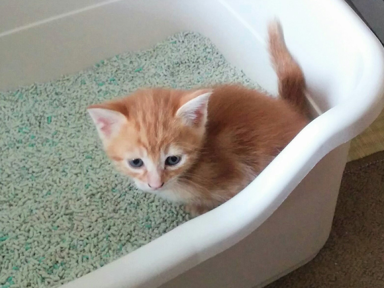 猫砂探しの旅 システムトイレ極小粒編 猫と暮らしていいですか