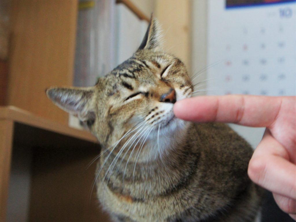 手から食べたい