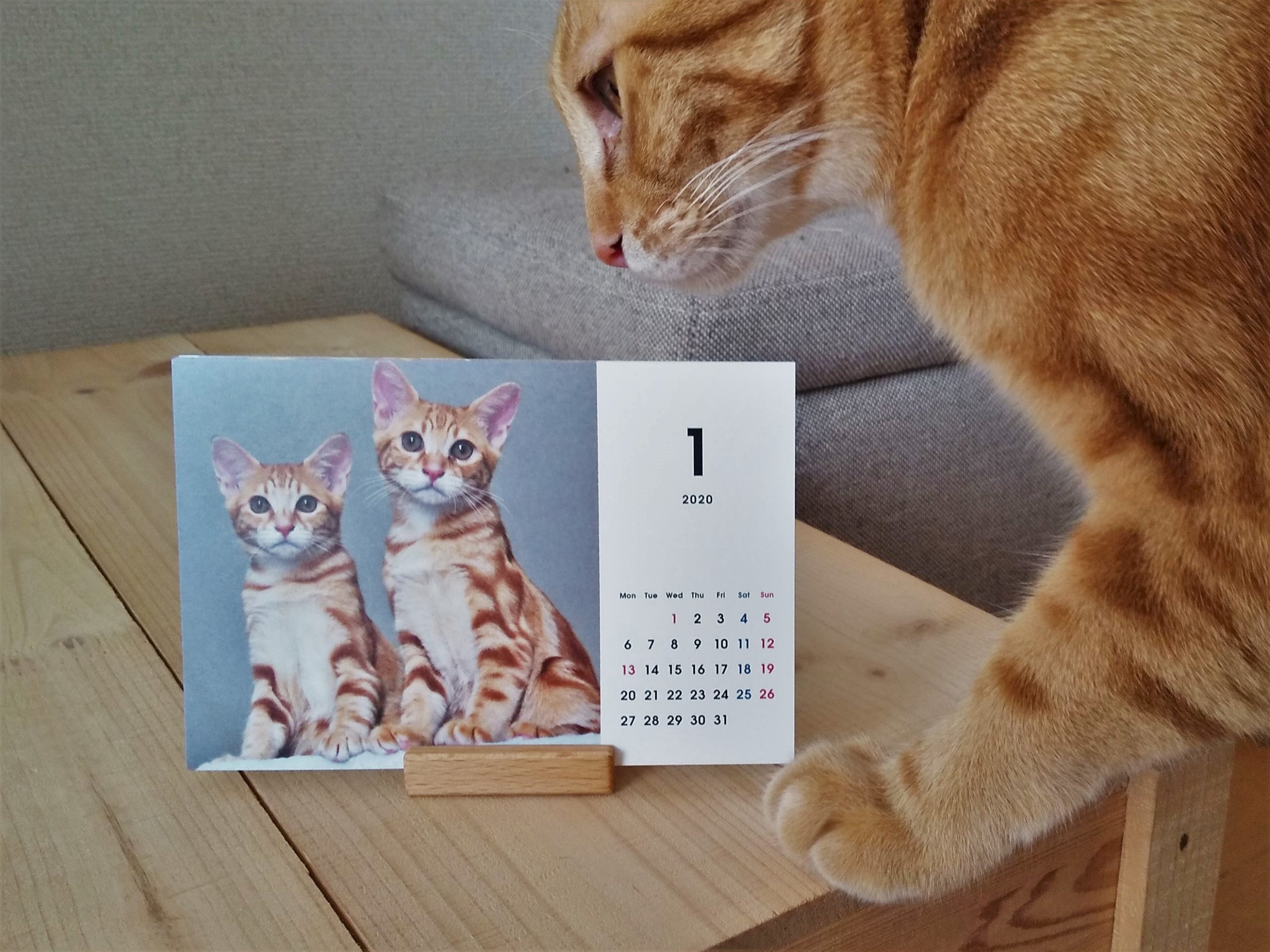 愛猫の卓上カレンダーはいかが