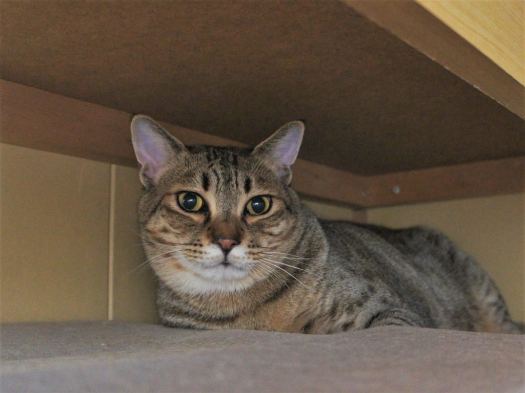 愛猫の急変時に慌てないために