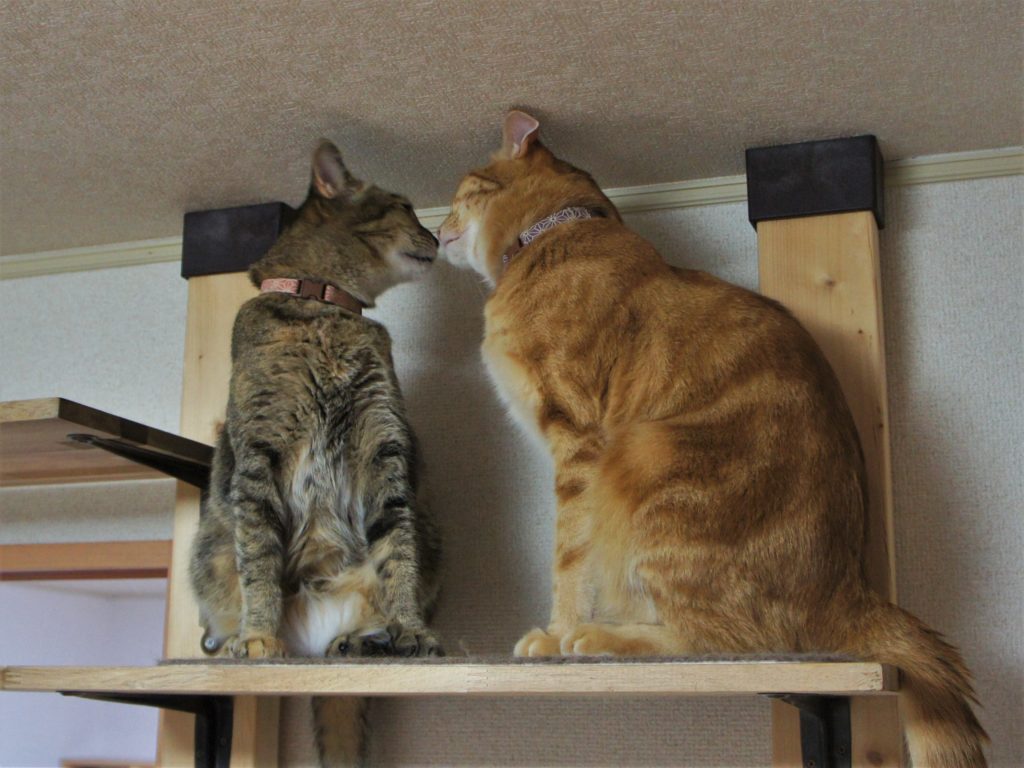 歯ブラシが苦手な猫の歯みがきはどうする？