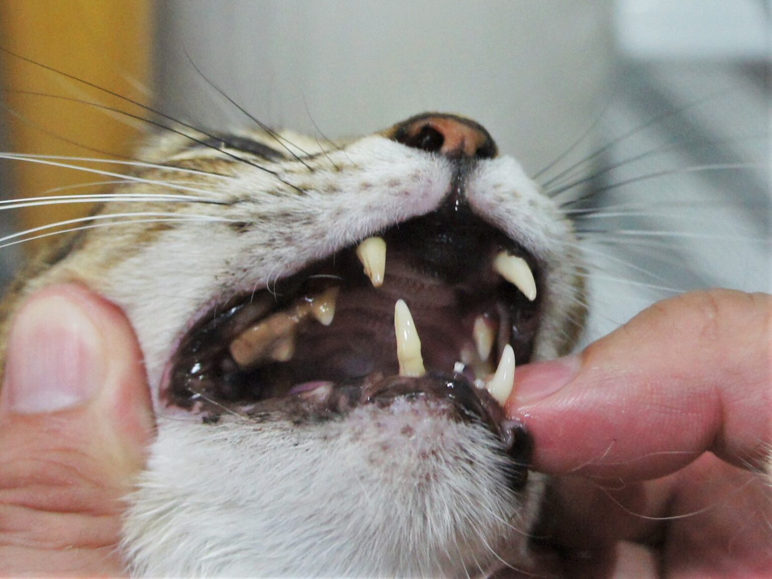 犬歯長い | 犬の歯が抜ける時 – EOOYJU