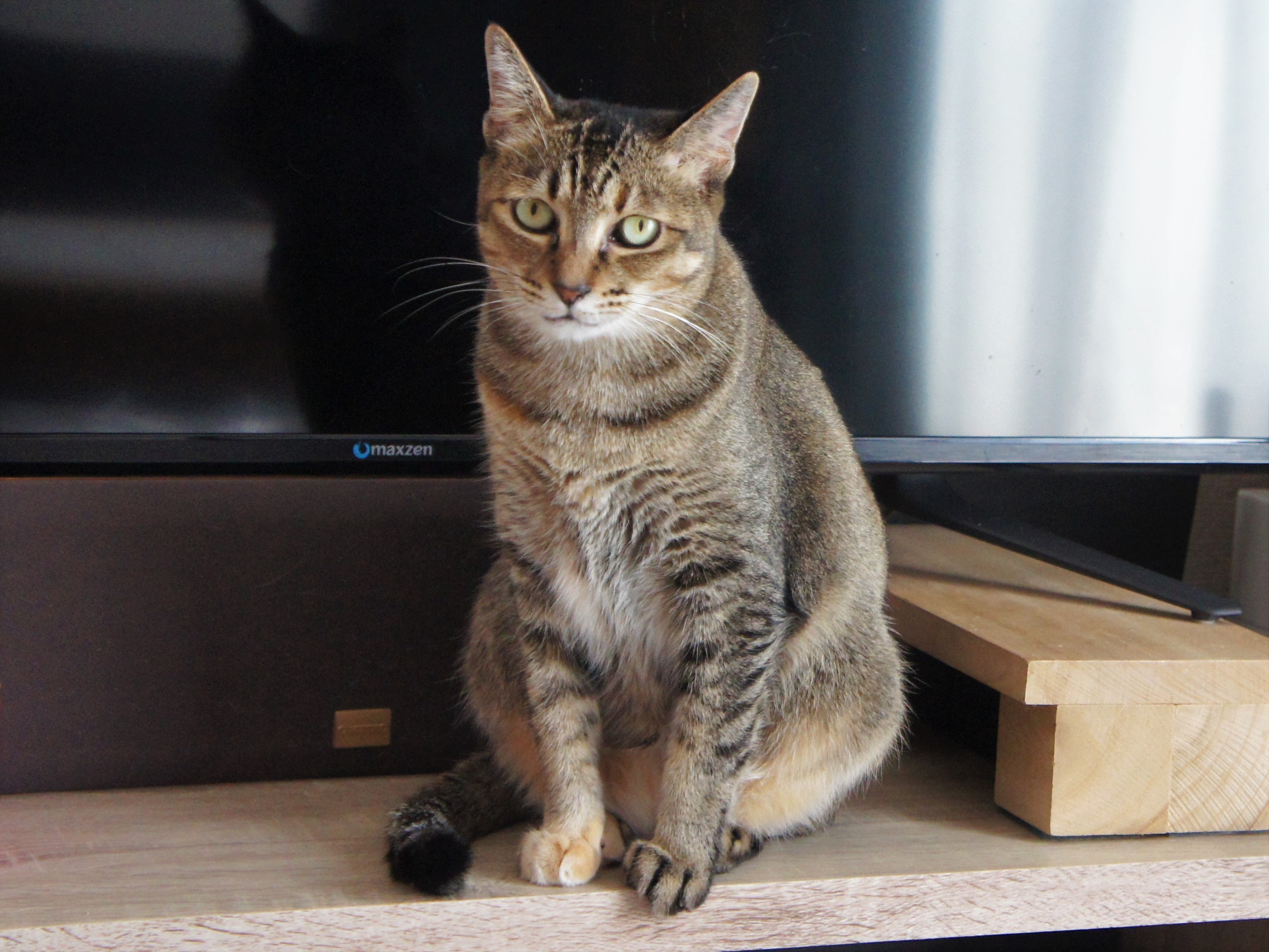 スマホの猫写真を有効活用！TOLOT年賀状アプリ