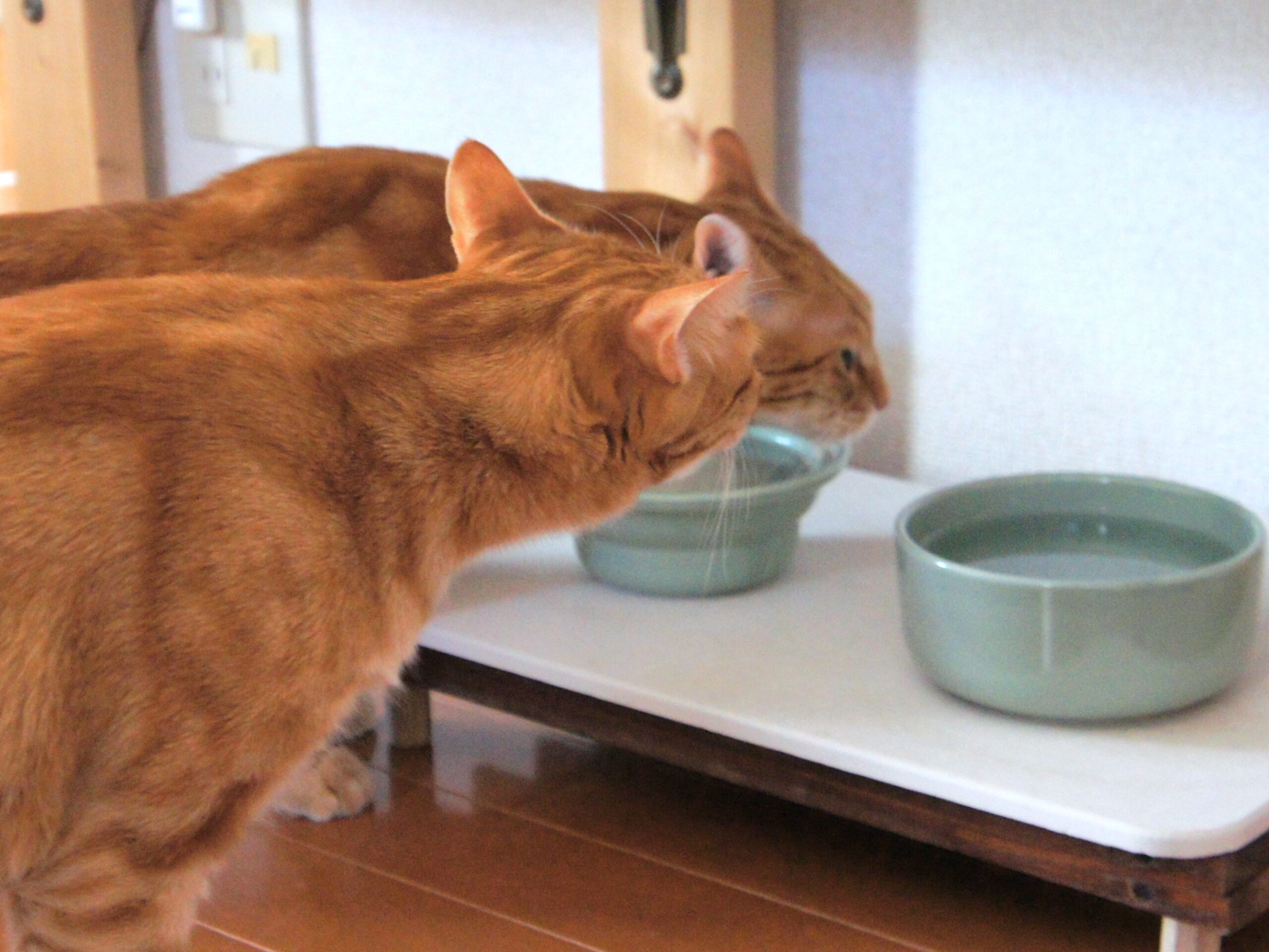可愛い猫には水を飲ませよ『飲み水編①』