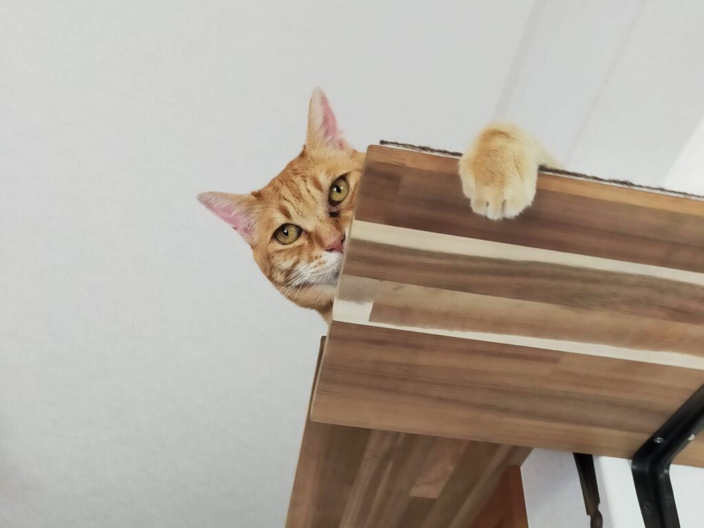 あの戦いが再び