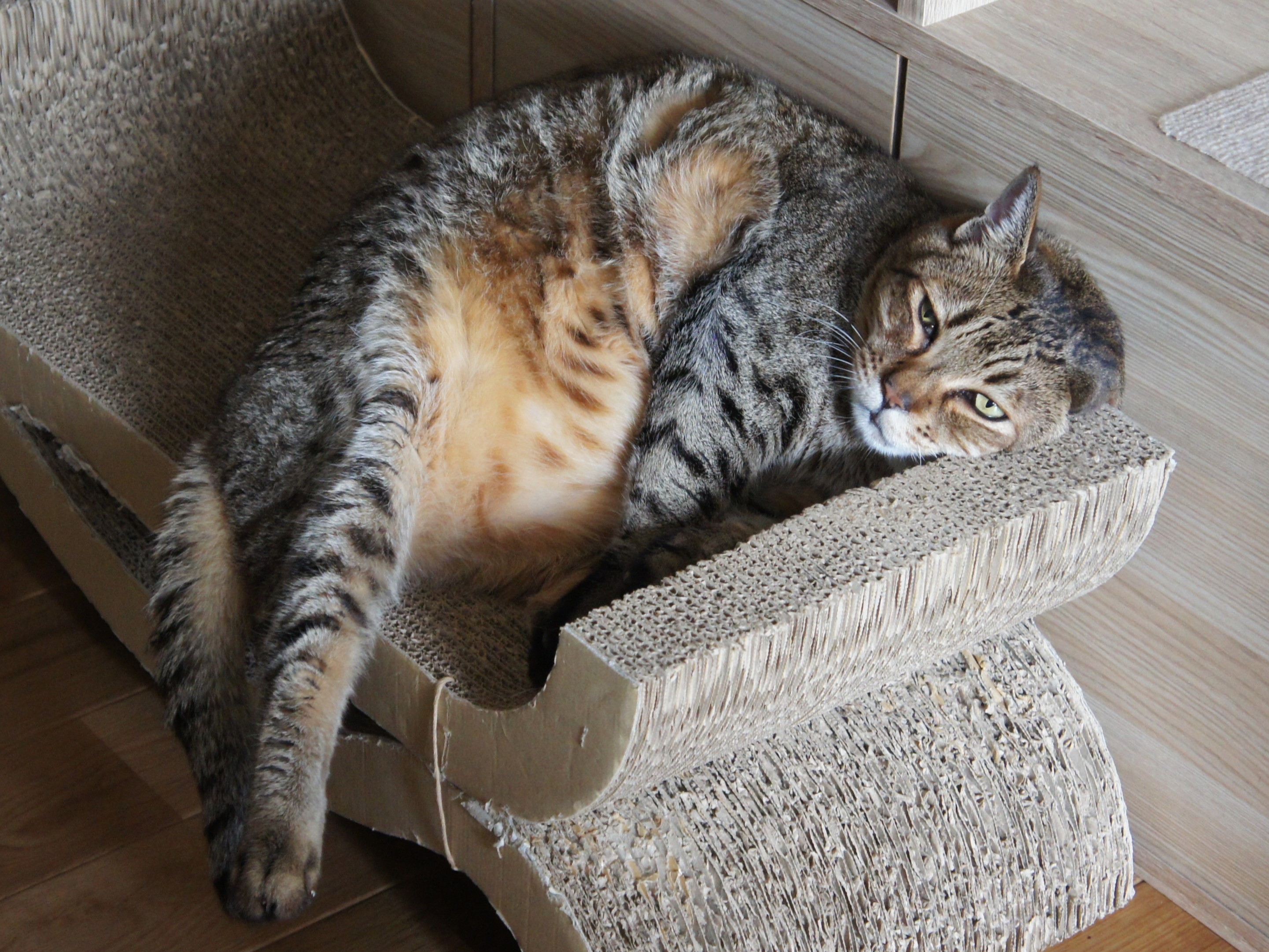 猫にとって良い飲み水とは