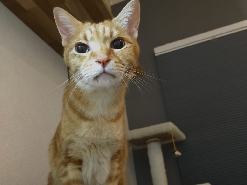 茶トラ兄弟の歯科治療②～なるとの抜歯手術～