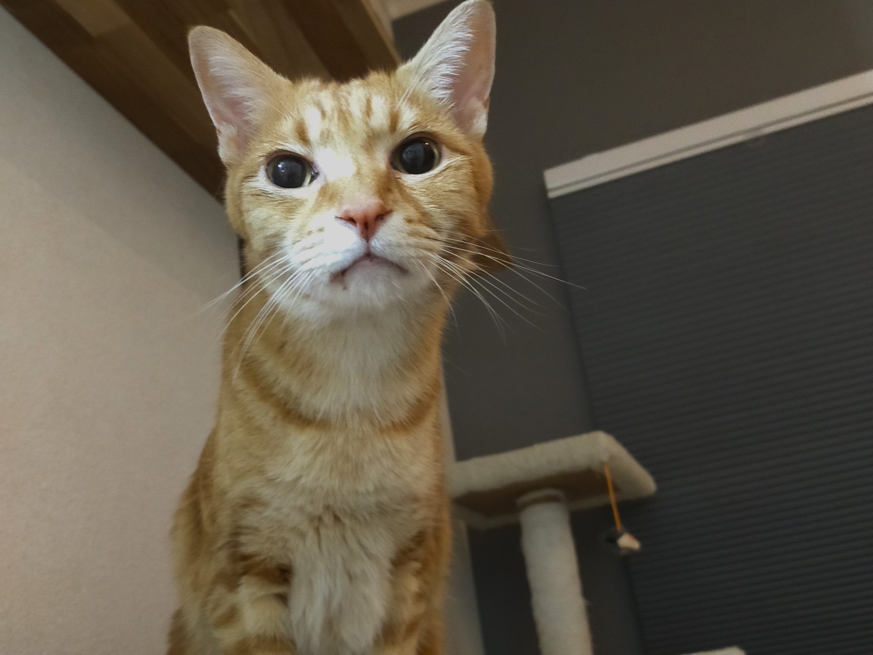 茶トラ兄弟の歯科治療②～なるとの抜歯手術～