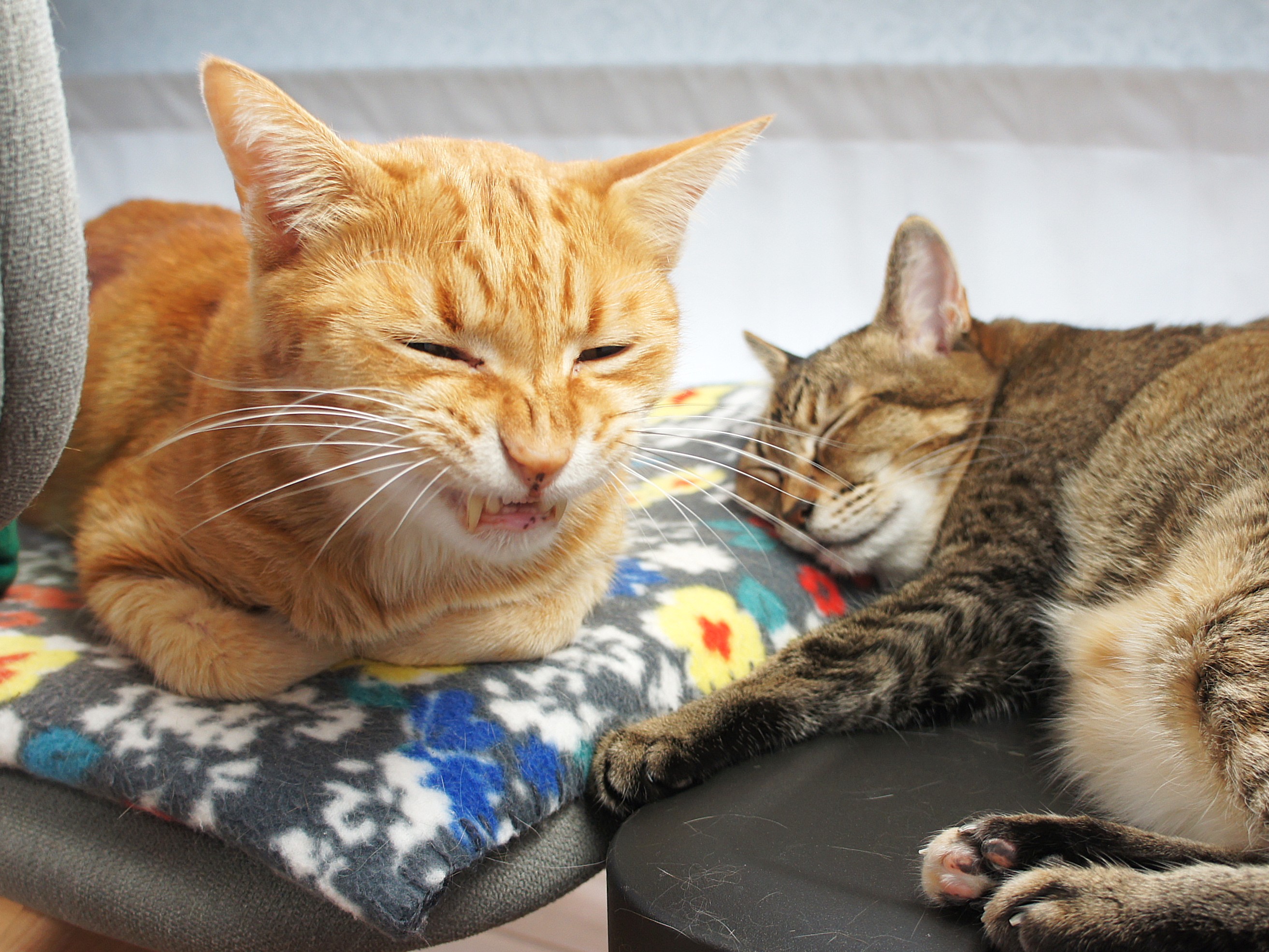 なるとの抜歯後、ちくわの抜歯直前