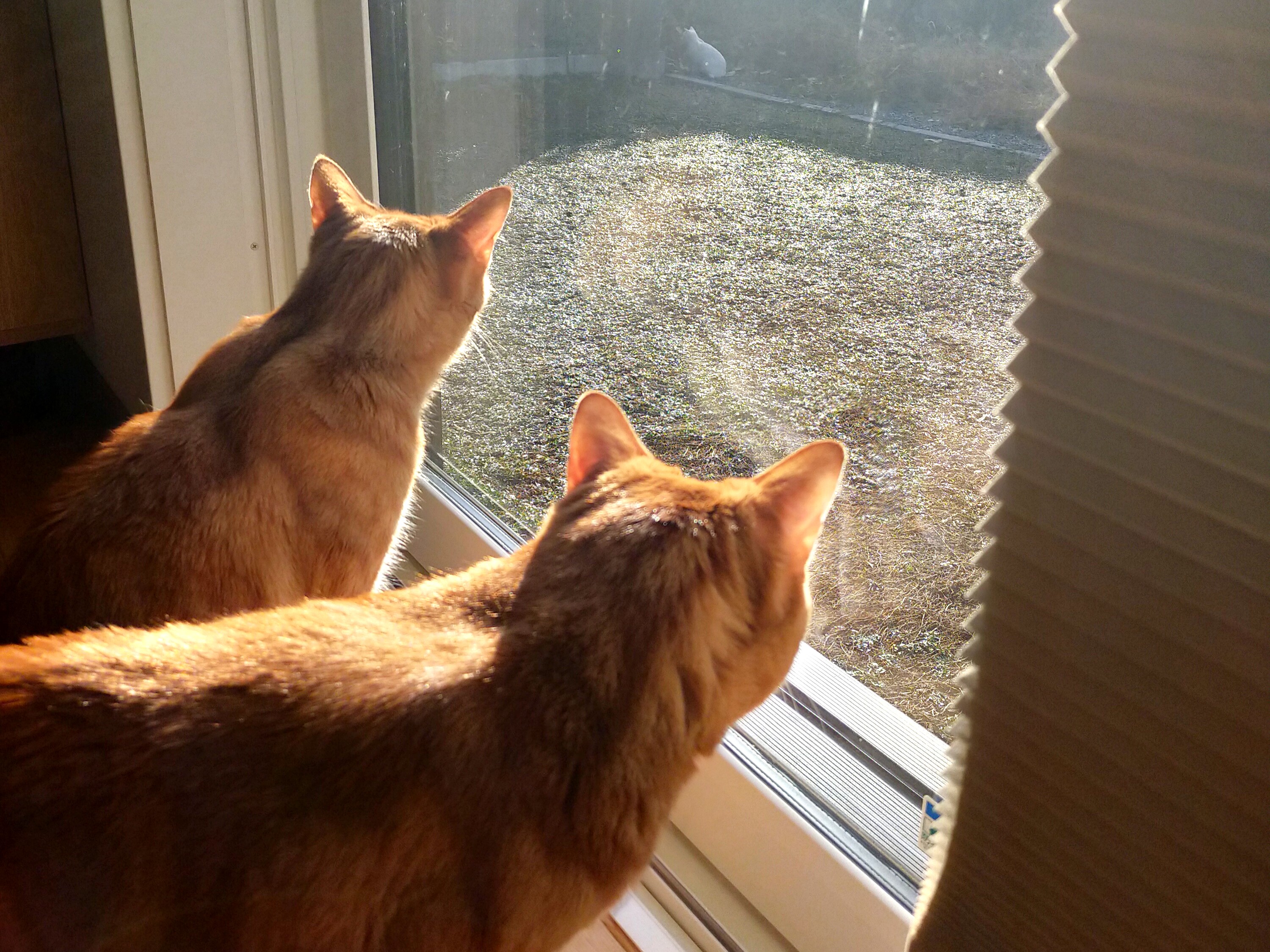 茶トラ兄弟の歯科治療⑤～抜歯後のふたり～