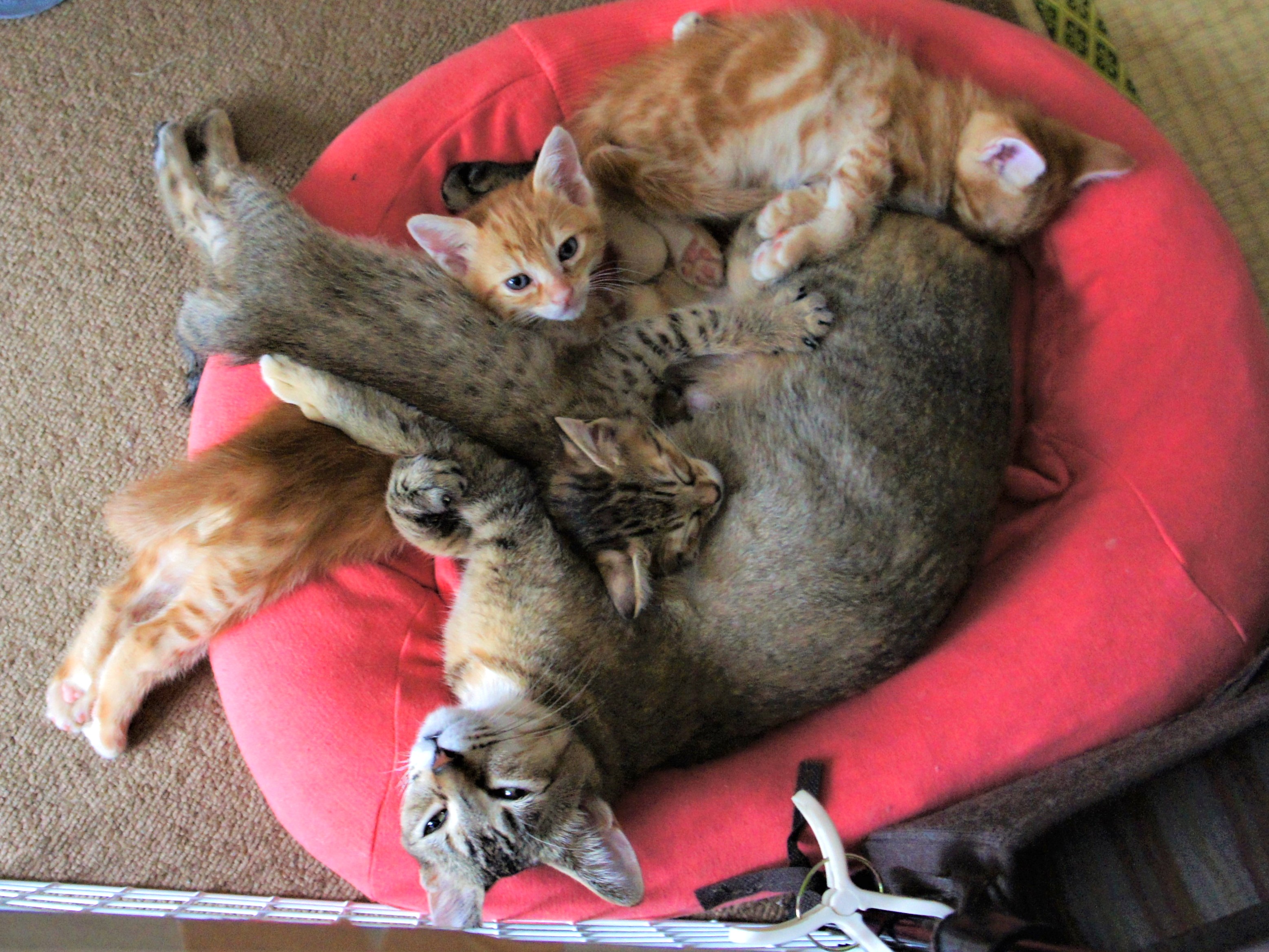 生まれて来てくれてありがとう