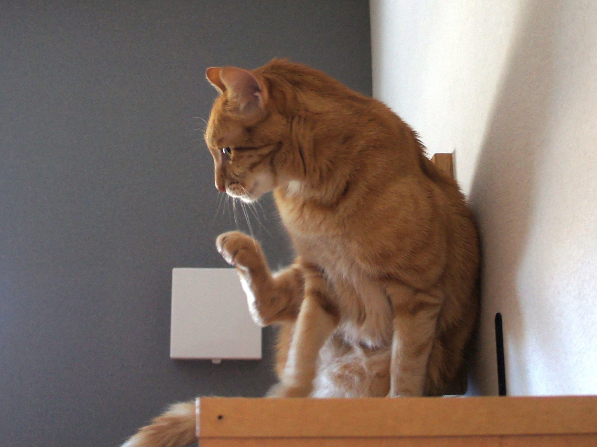 油断すると大変なことに…肛門嚢破裂の恐怖①