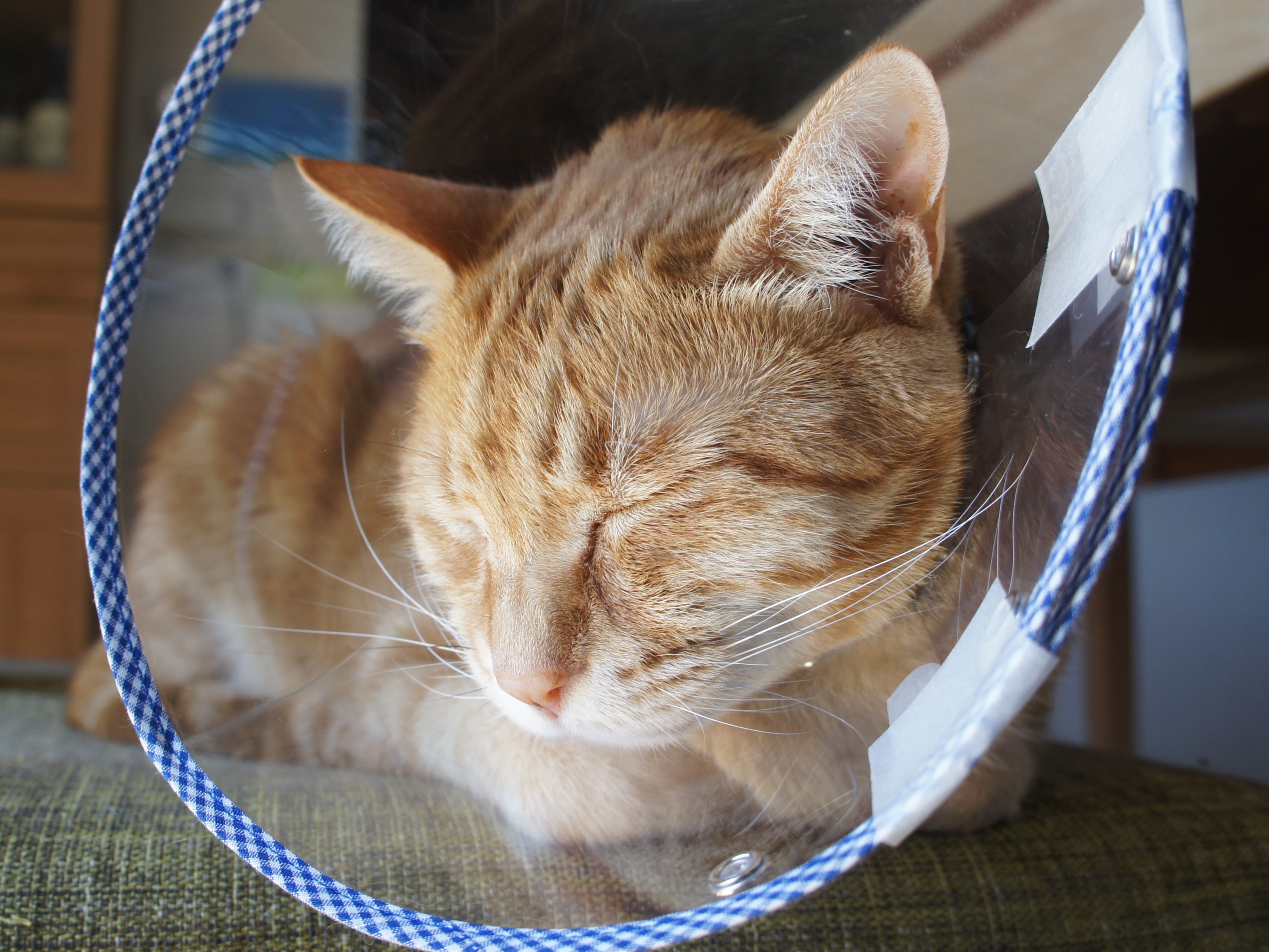 油断すると大変なことに…肛門嚢破裂の恐怖④