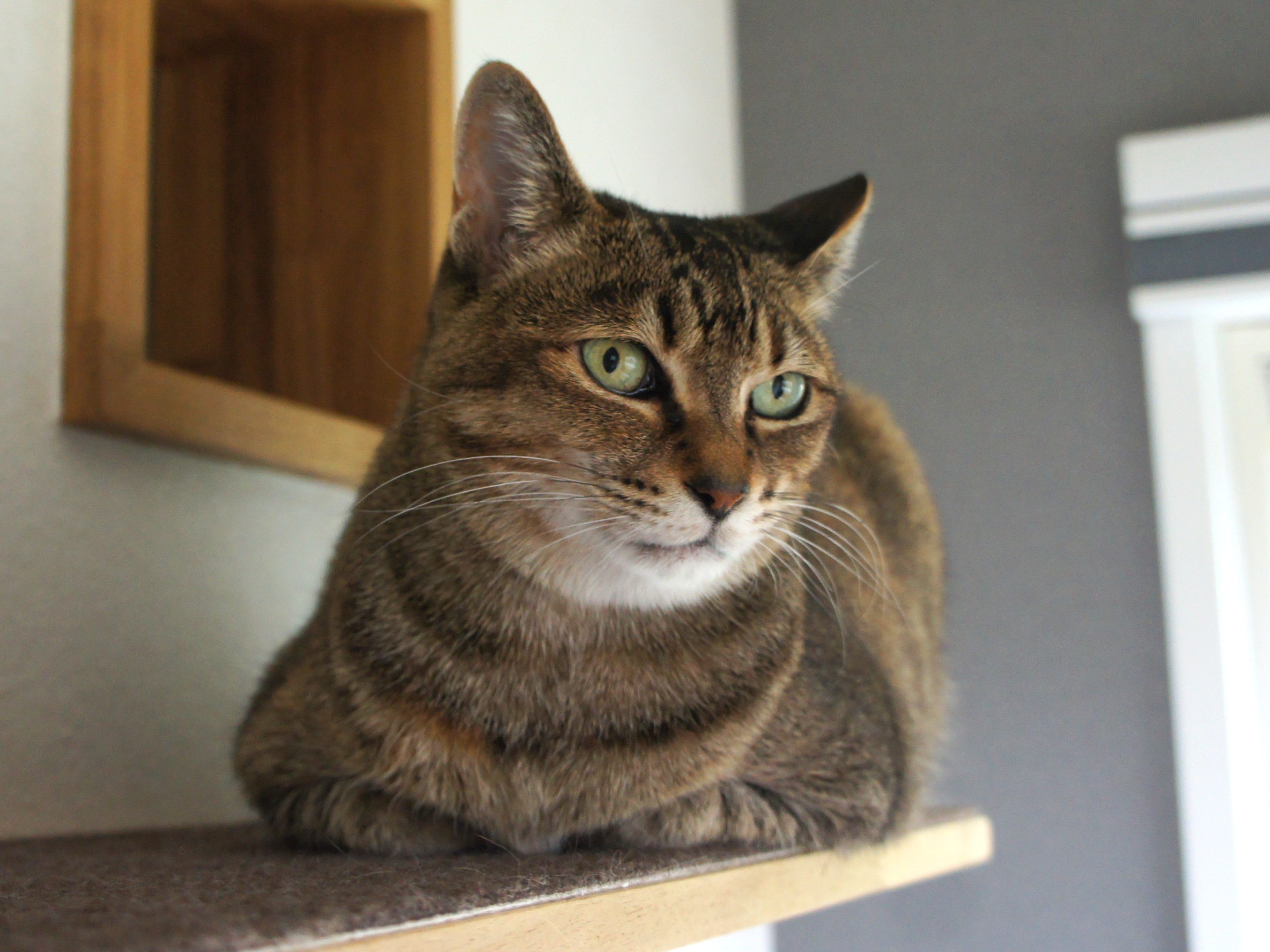 １２歳になりました