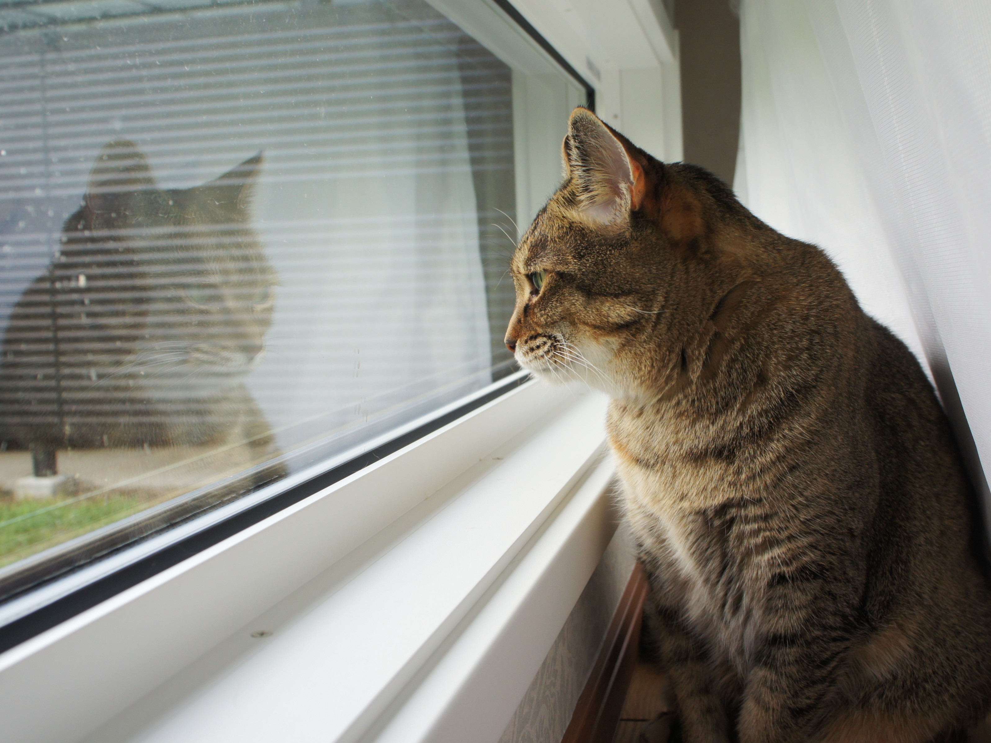 猫部屋のお掃除を少し楽にしてくれる相棒